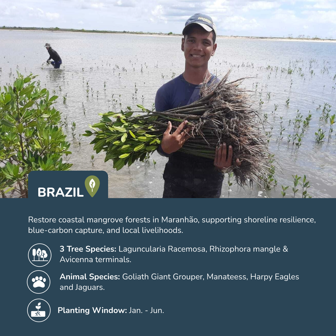 Plantar árboles en Brasil