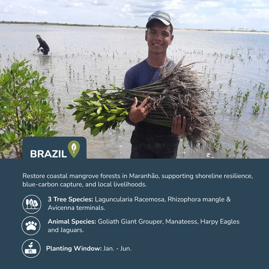 Plantar árboles en Brasil