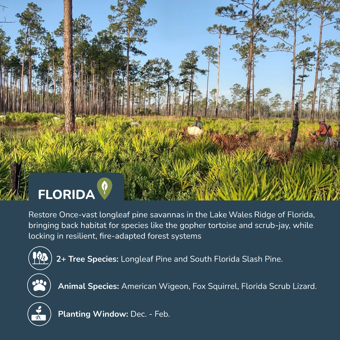 Plante árboles en Florida