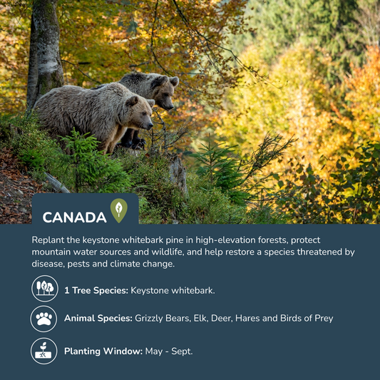 Memorial Trees (Canada)
