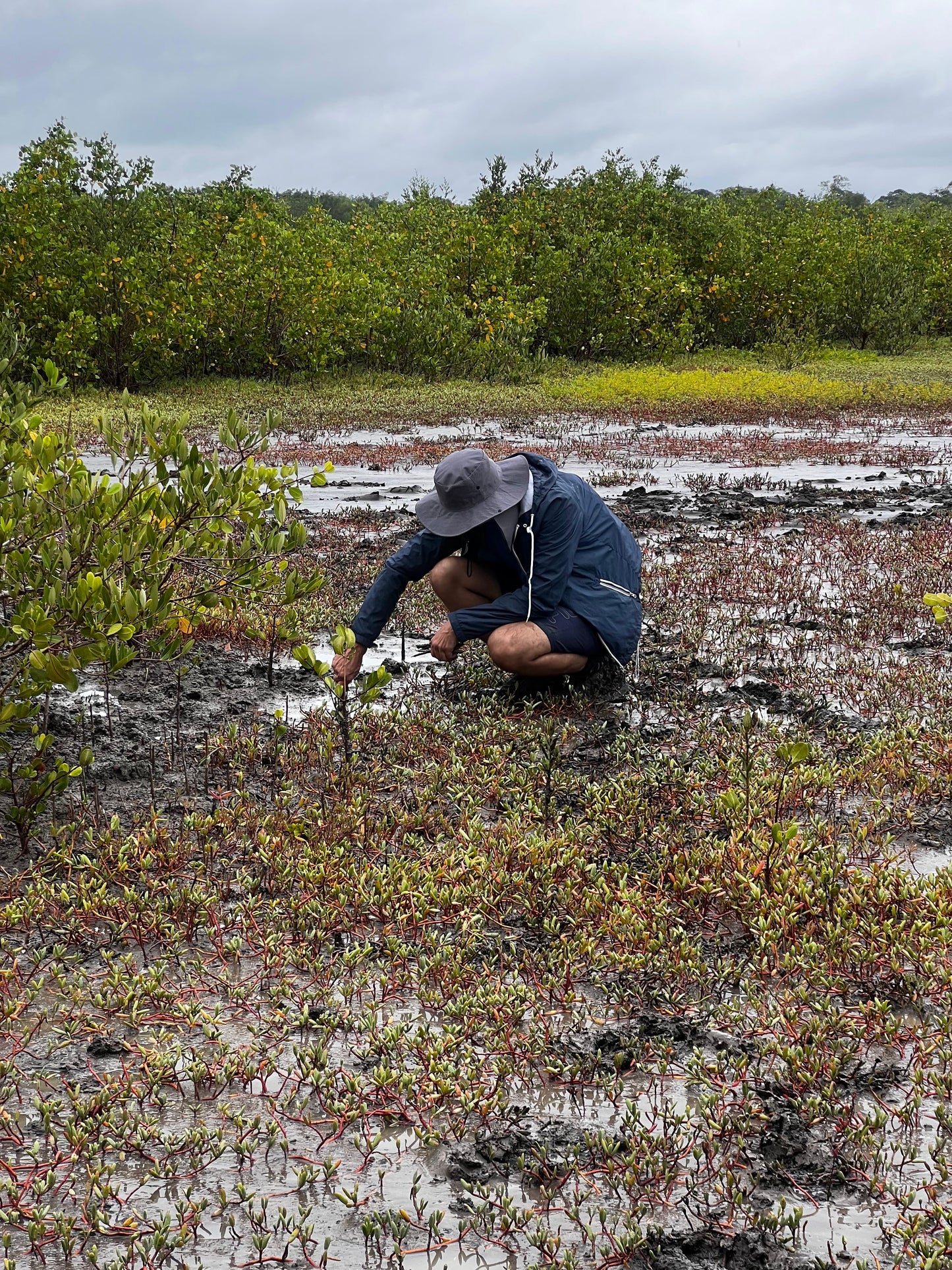Plantar árboles en Brasil