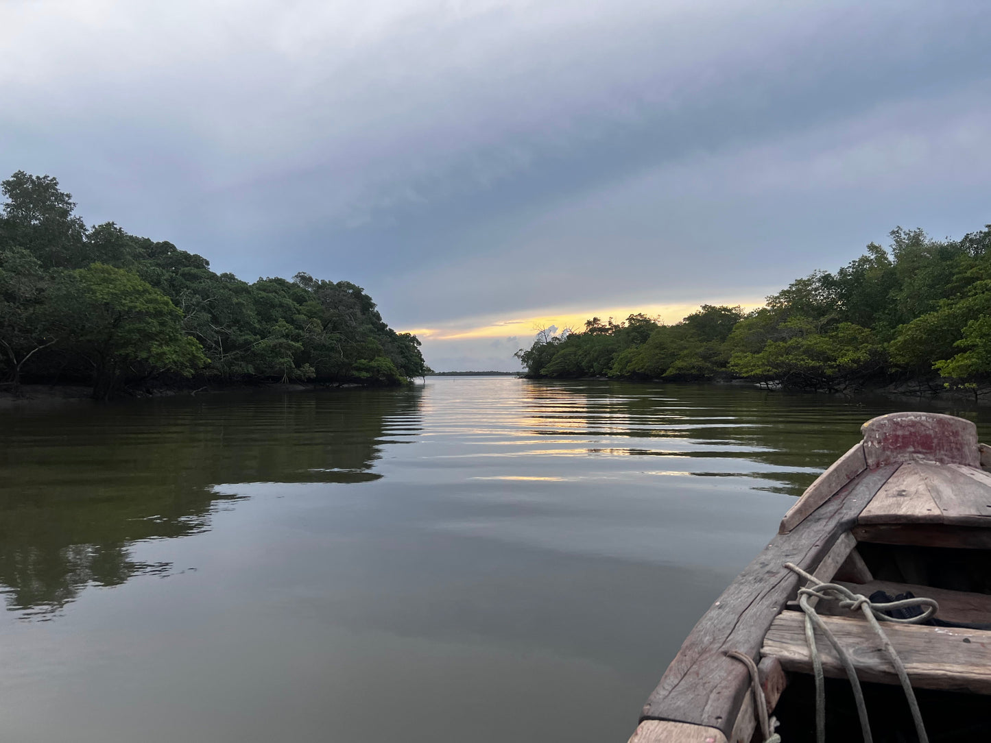Plantar árboles en Brasil