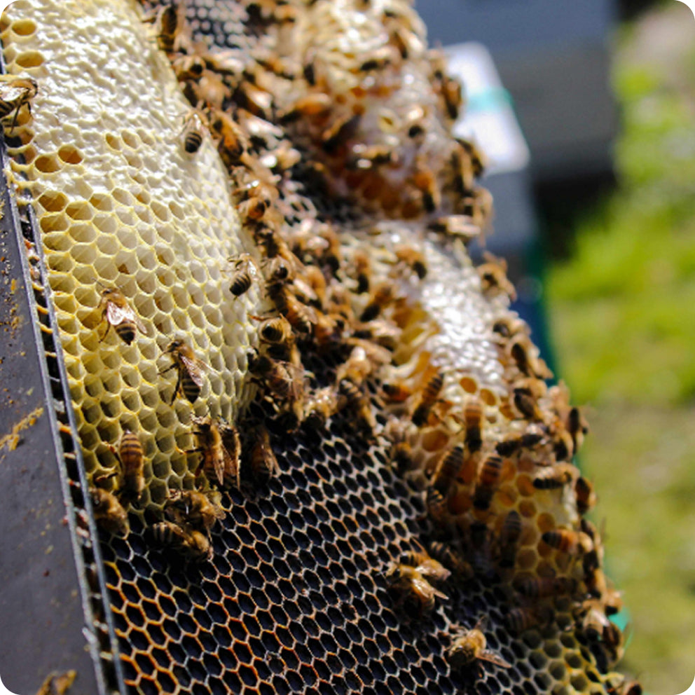 Protejamos a las abejas