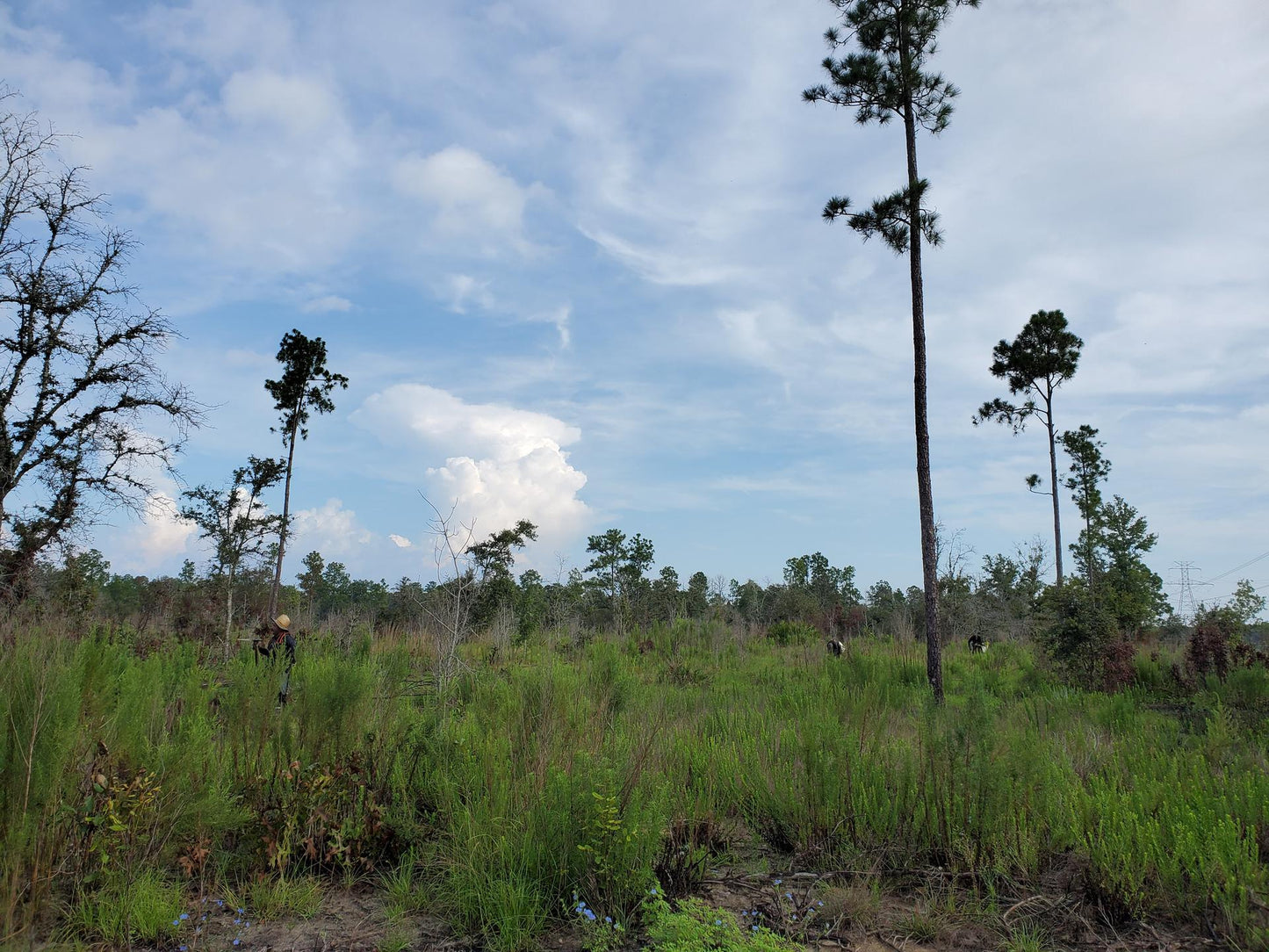 Plante árboles en Florida