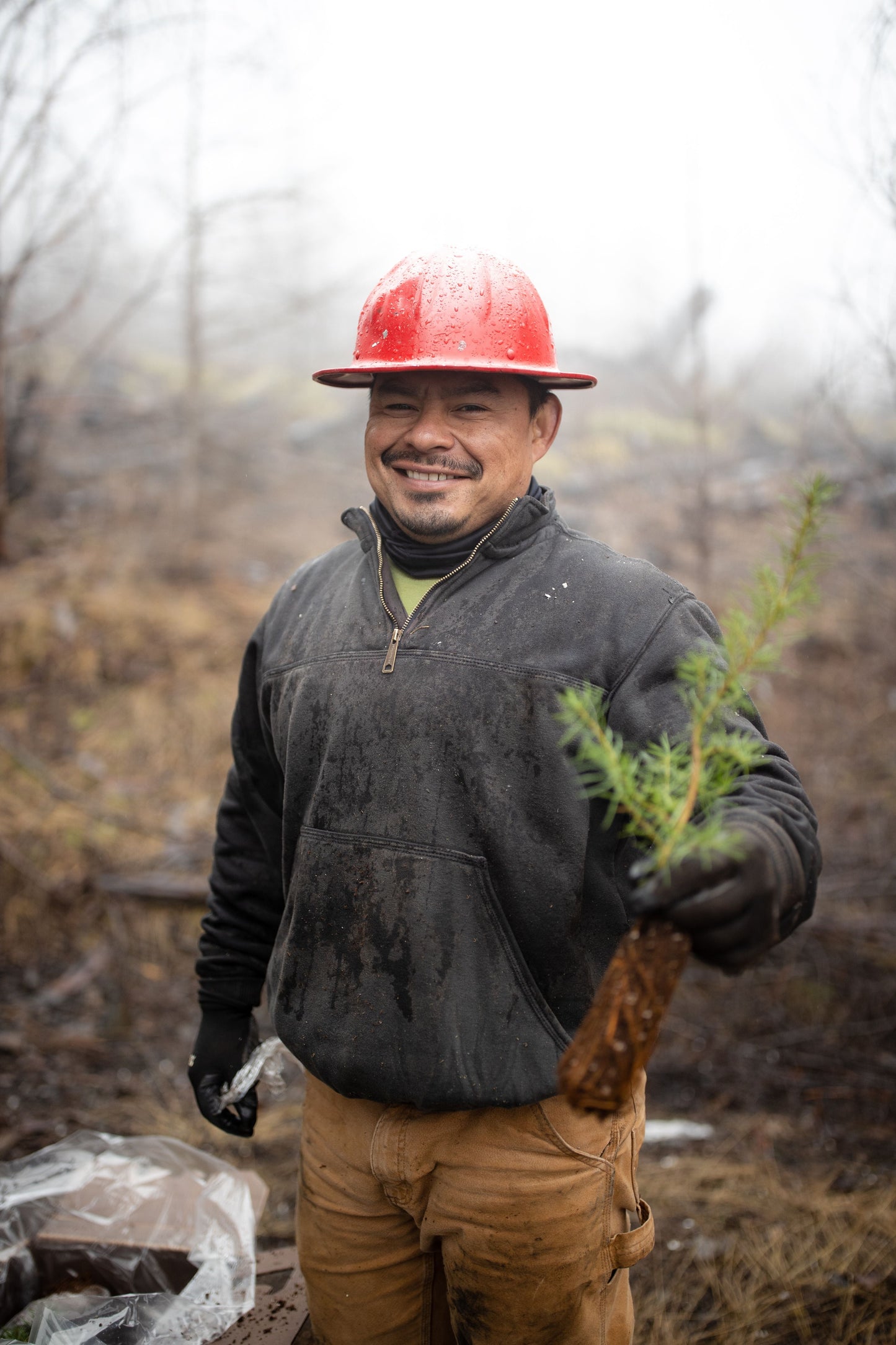 Plante árboles en Oregón
